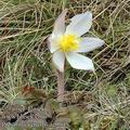 Pulsatilla vernalis ae0505