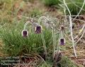 Pulsatilla zimmermannii 11498