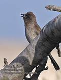 Pycnonotus_barbatus_pj0231