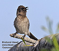 Pycnonotus_barbatus_pj0261