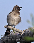 Pycnonotus_barbatus_pj0274