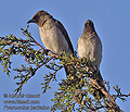 Pycnonotus_barbatus_pj0826