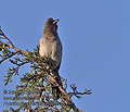 Pycnonotus_barbatus_pj0828
