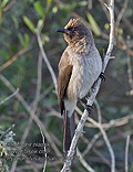 Pycnonotus_barbatus_pj0833