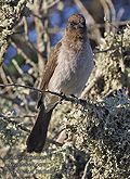Pycnonotus_barbatus_pj0847