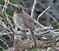 Pycnonotus_barbatus_pj0859