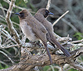 Pycnonotus_barbatus_pj0864
