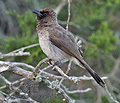 Pycnonotus_barbatus_pj0886