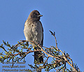 Pycnonotus_barbatus_pj0943
