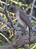 Pycnonotus_barbatus_pj0947