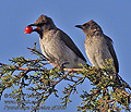 Pycnonotus_barbatus_pj0950