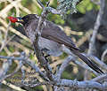 Pycnonotus_barbatus_pj0955