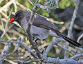 Pycnonotus_barbatus_pj0960