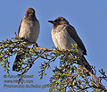 Pycnonotus_barbatus_pj0966