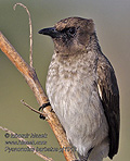 Pycnonotus_barbatus_pj1012