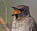 Pycnonotus_barbatus_pj1013