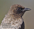 Pycnonotus_barbatus_pj1016