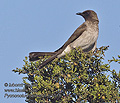 Pycnonotus_barbatus_pj1018
