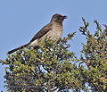 Pycnonotus_tricolor_pj1024