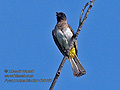 Pycnonotus_tricolor_rf10158