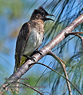 Pycnonotus_tricolor_rf10163