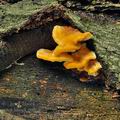 Pycnoporellus_fulgens_bo4274