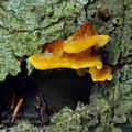 Pycnoporellus_fulgens_bo4276