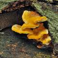 Pycnoporellus_fulgens_bo4283