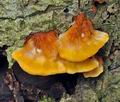 Pycnoporellus_fulgens_bo4288