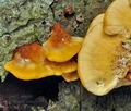 Pycnoporellus_fulgens_bo4299