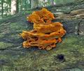 Pycnoporellus_fulgens_jb4394