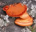 Pycnoporus_cinnabarinus_aa7738