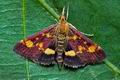 Pyrausta_aurata_ct0771s