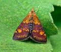 Pyrausta_aurata_cy3319s