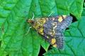 Pyrausta_aurata_hy1857