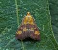 Pyrausta_aurata_jj1915s