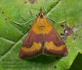 Pyrausta_castalis_cv6132s