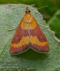 Pyrausta_castalis_cv6145s