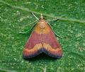 Pyrausta_castalis_cy6188s