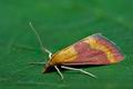 Pyrausta_castalis_j8516s