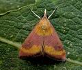 Pyrausta_castalis_jd0760s