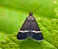 Pyrausta_cingulata_cv6905s