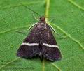 Pyrausta_cingulata_cx8761s