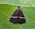 Pyrausta_cingulata_cx8769s