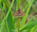 Pyrausta_despicata_bf5174