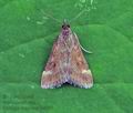 Pyrausta_despicata_bs6507