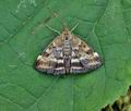 Pyrausta_despicata_bu7869