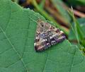 Pyrausta_despicata_bu7874