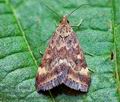 Pyrausta_despicata_ce7742s