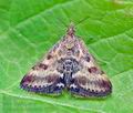 Pyrausta_despicata_ck4935s